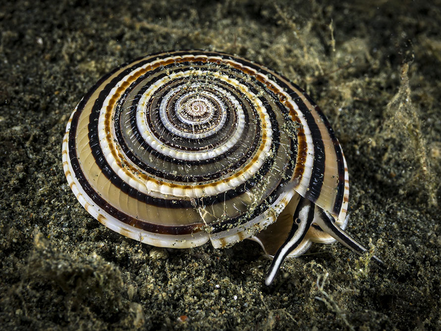 Architectonica perspectiva